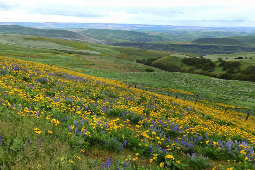 Columbia Hills_Debbie Asakawa