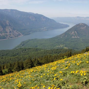 Dog Mountain Permits Released March 15